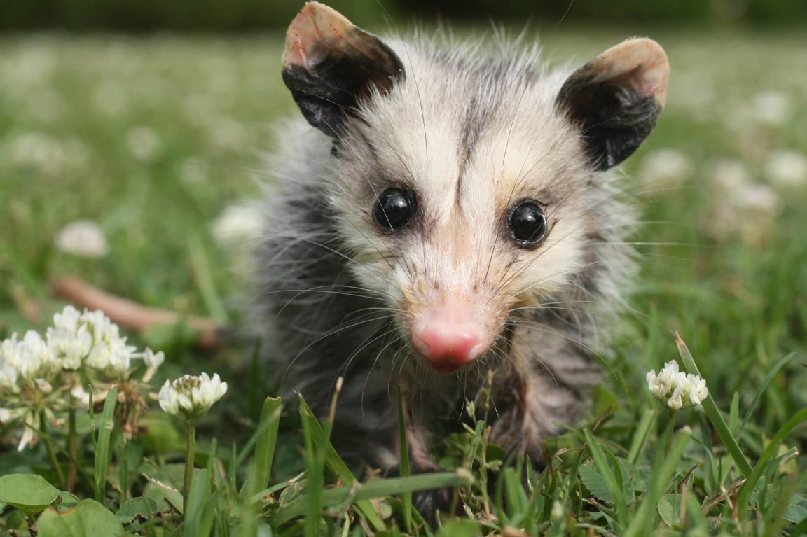 Opossums - Wild Animals News & Facts