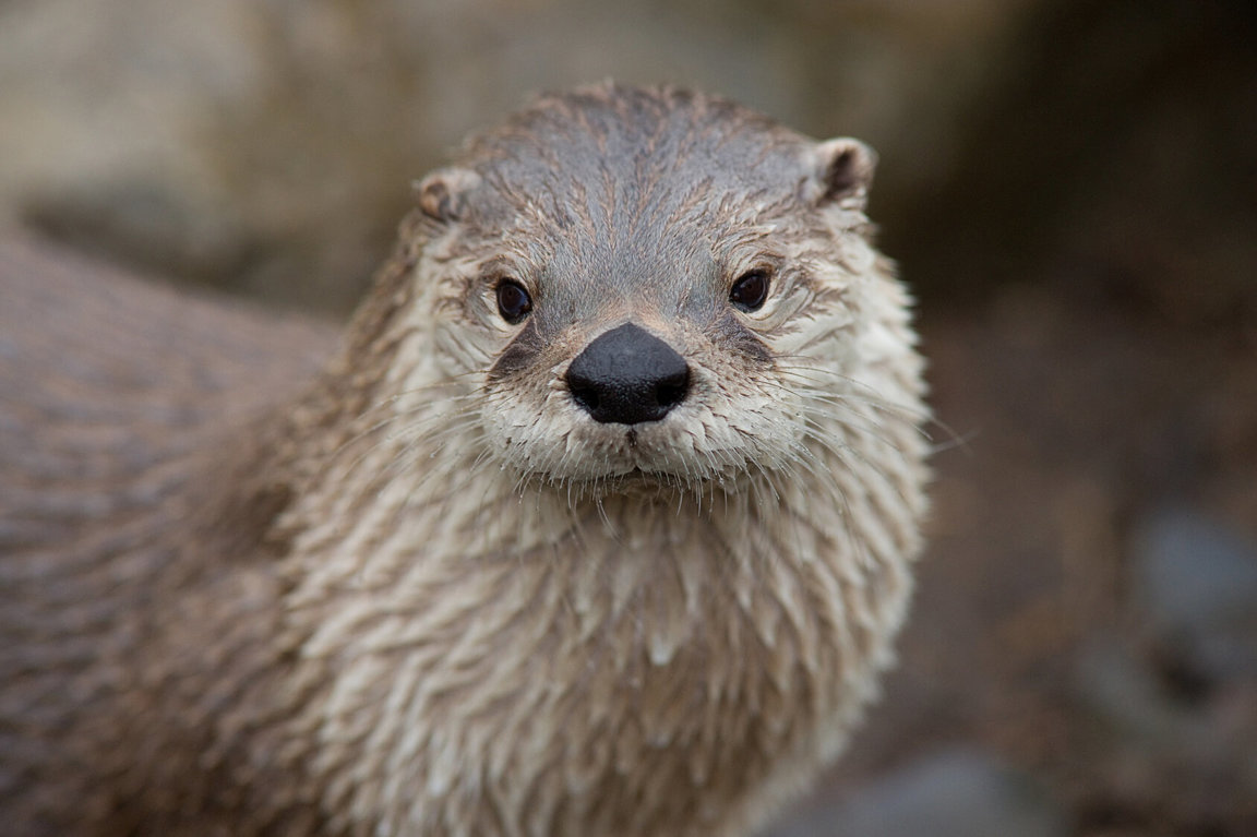 Otters - Wild Animals News & Facts