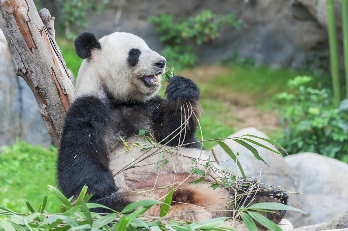 Pandas - Wild Animals News & Facts