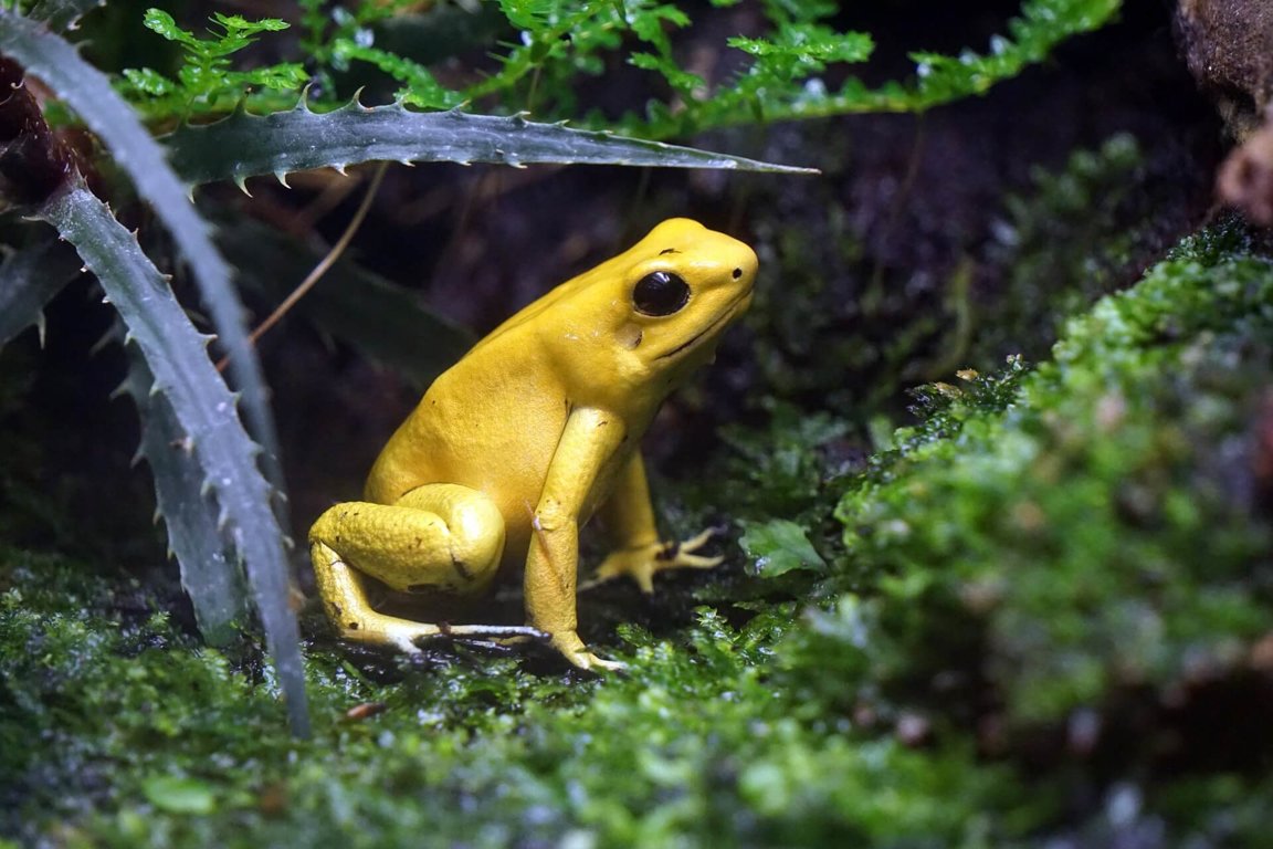 Poison Dart Frogs - Wild Animals News & Facts