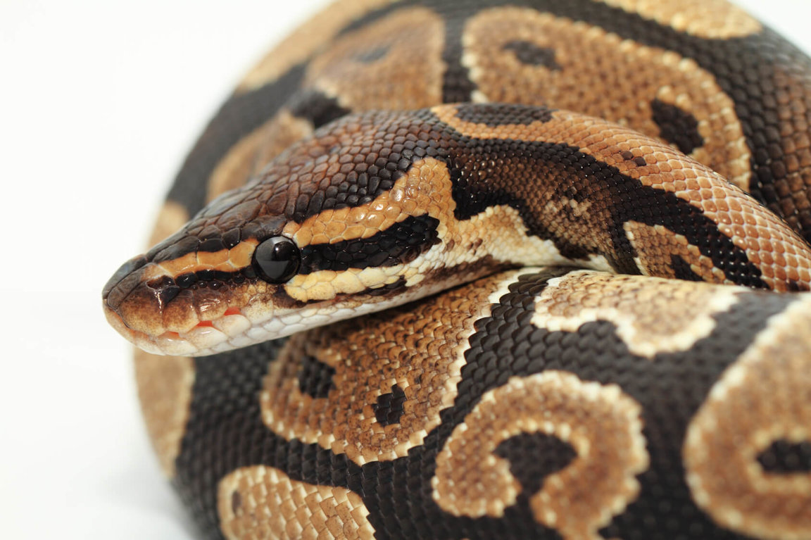 Pythons - Wild Animals News & Facts