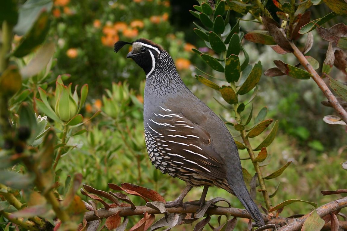 Quail Feathers 