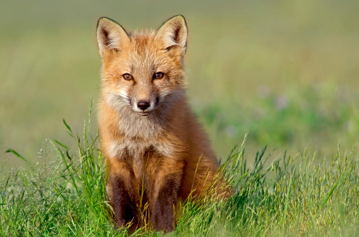 Red Foxes - Wild Animals News & Facts