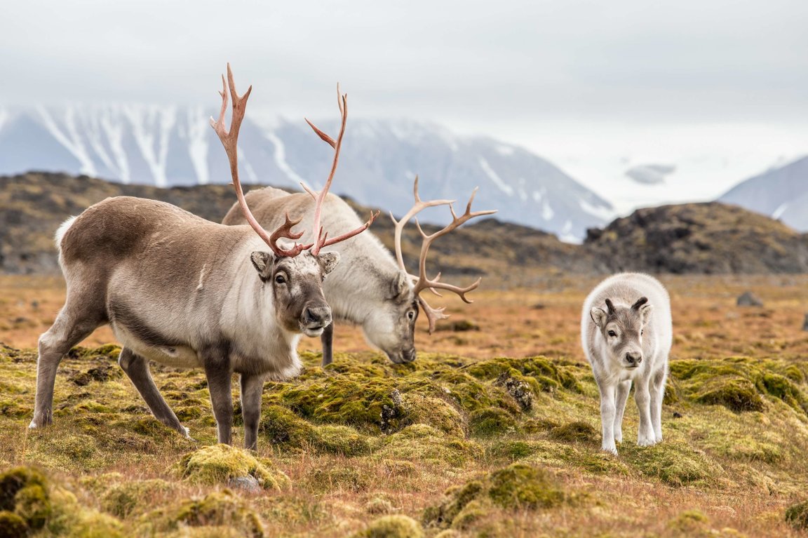 Reindeers - Wild Animals News & Facts