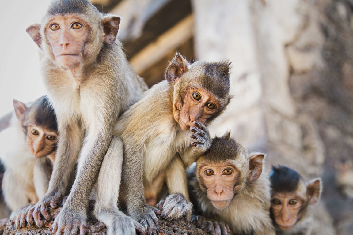 Rhesus Macaques Monkeys 