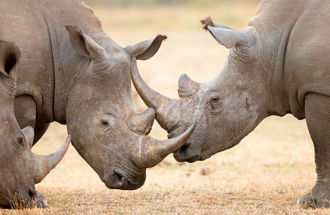 Rhinoceroses - Wild Animals News & Facts