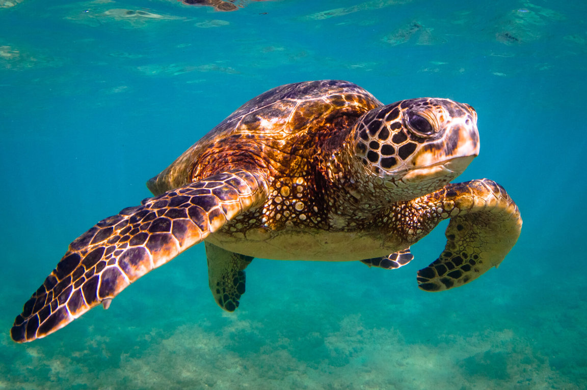Where Are Sea Turtles Found In The World