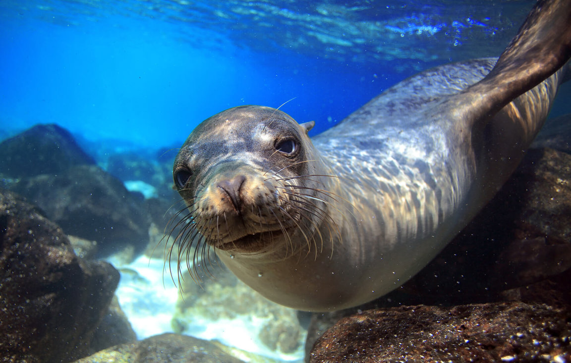 Seals - Wild Animals News & Facts