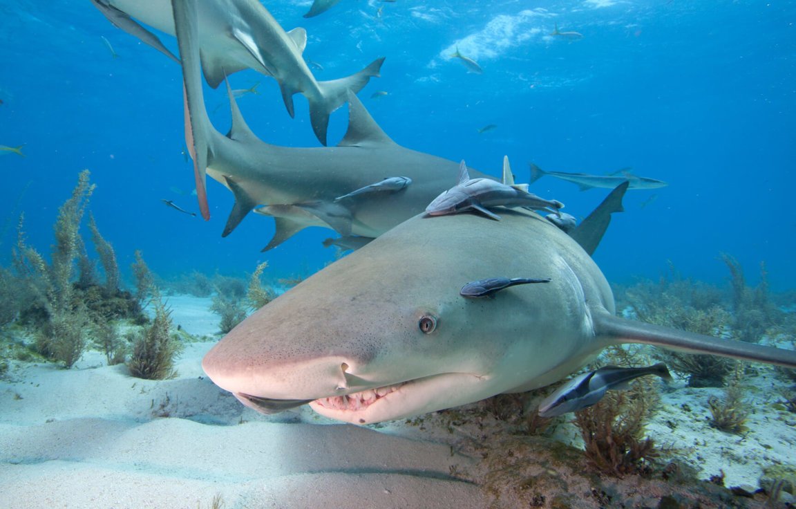 Sharks - Wild Animals News & Facts