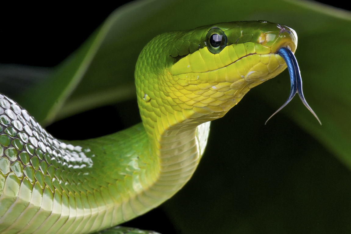 Snakes Companion Animals News Facts By World Animal Foundation