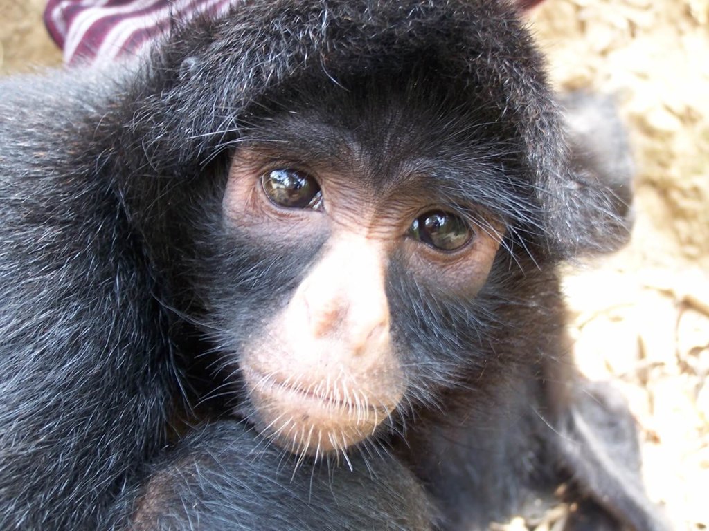 spider-monkeys-wild-animals-news-facts