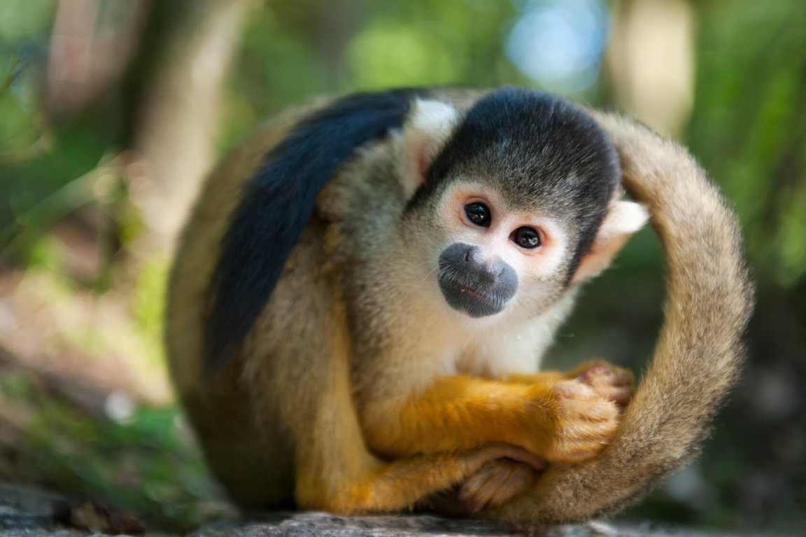 squirrel monkey habitat