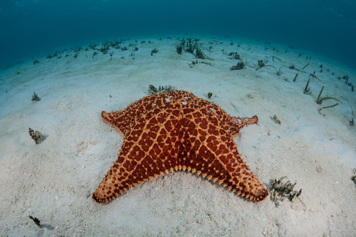 Starfish - Wild Animals News & Facts