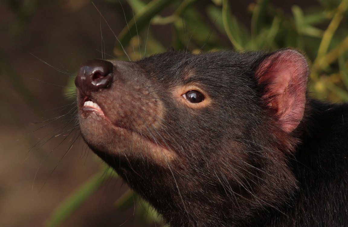 Tasmanian Devils - Wild Animals News & Facts
