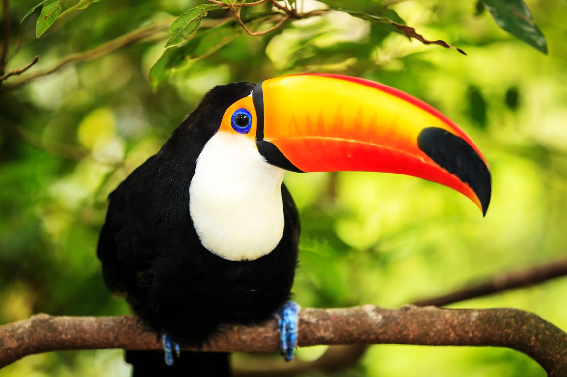 toco toucan habitat