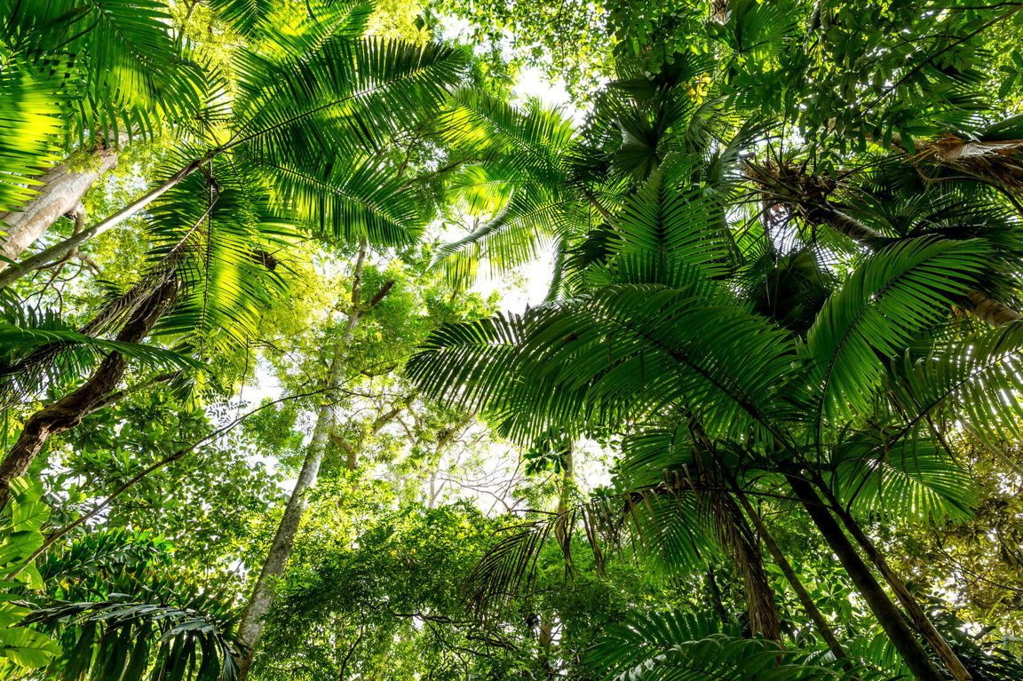 Lost in the jungle bright green tropical palm tree forest