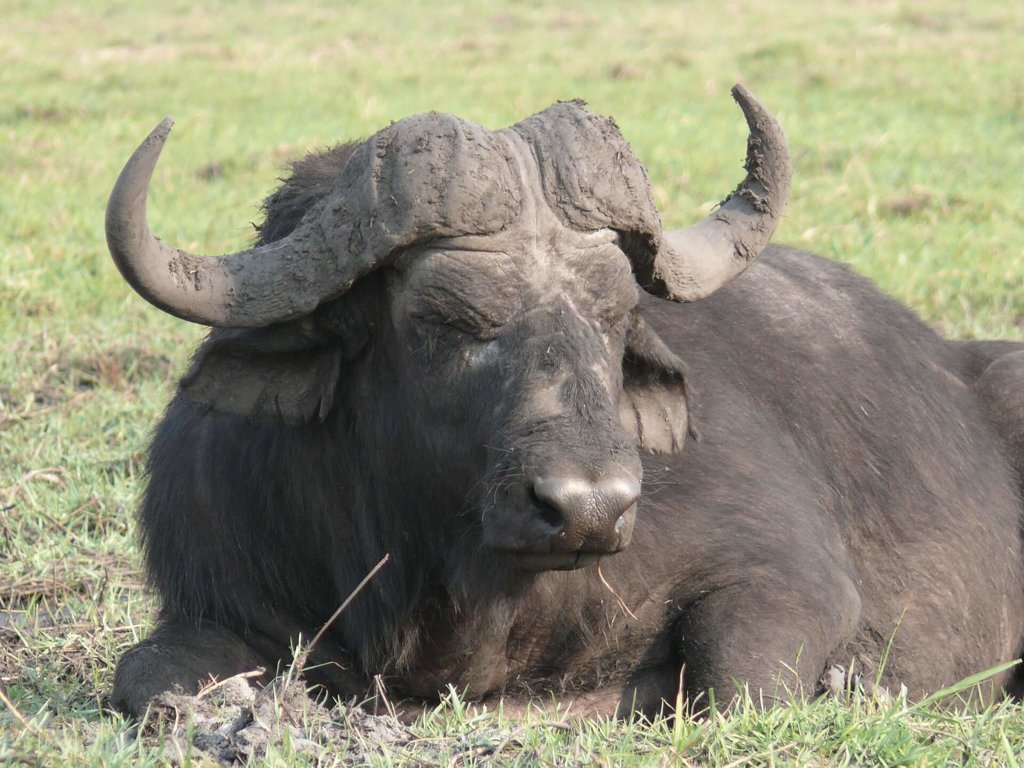 Water Buffaloes - Farm Animals Facts & News