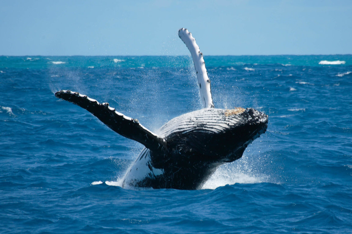 Whales - Wild Animals News & Facts
