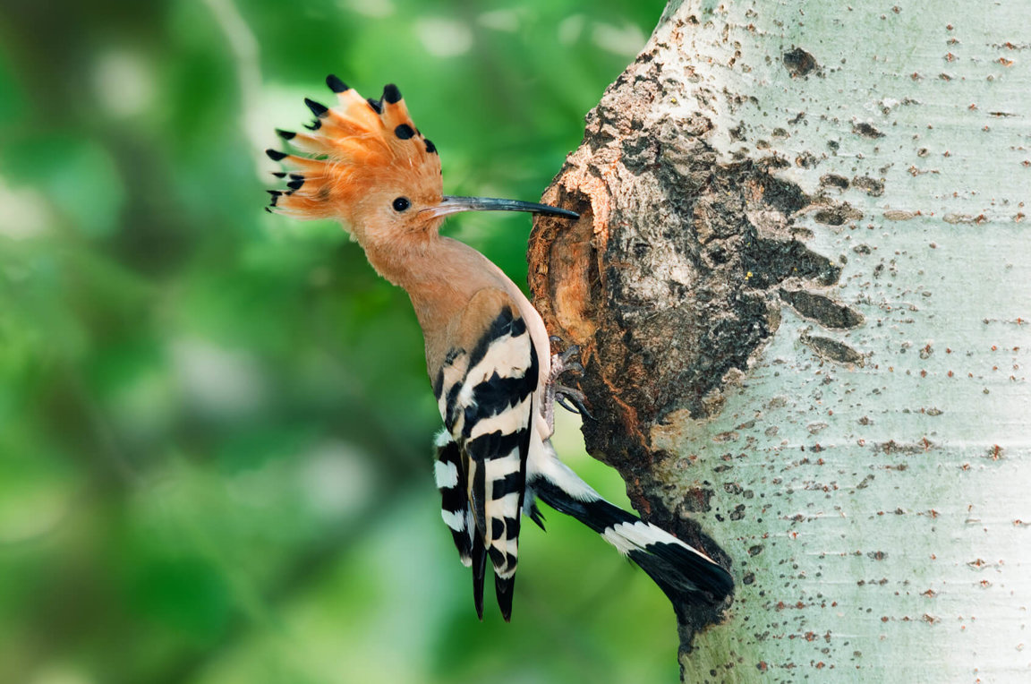 Woodpeckers Wild Animals News Facts By World Animal Foundation