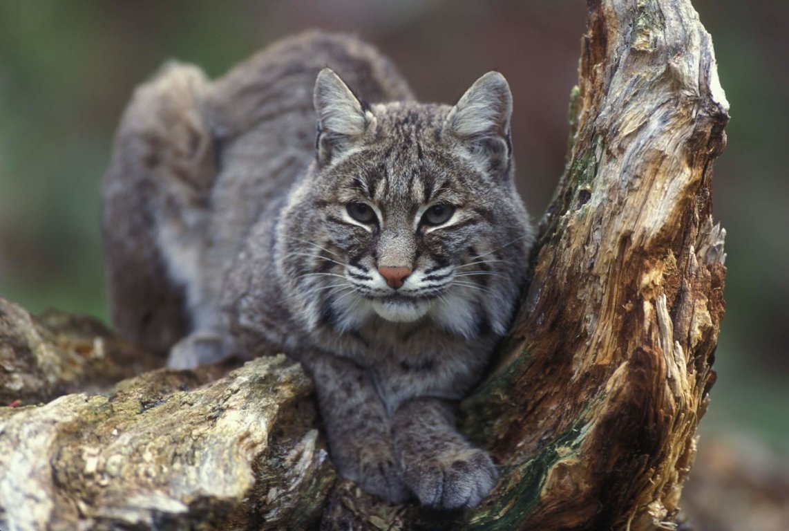 Bobcats - Wild Animals News &amp; Facts by World Animal Foundation