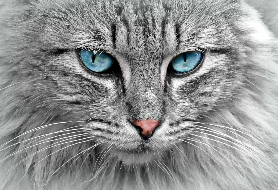Cats - Companion Animals News & Facts