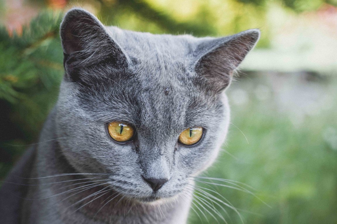 Cats Facts
