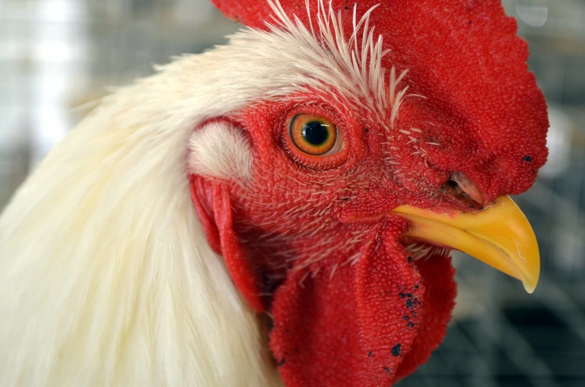 Chickens - Farm Animals Facts & News