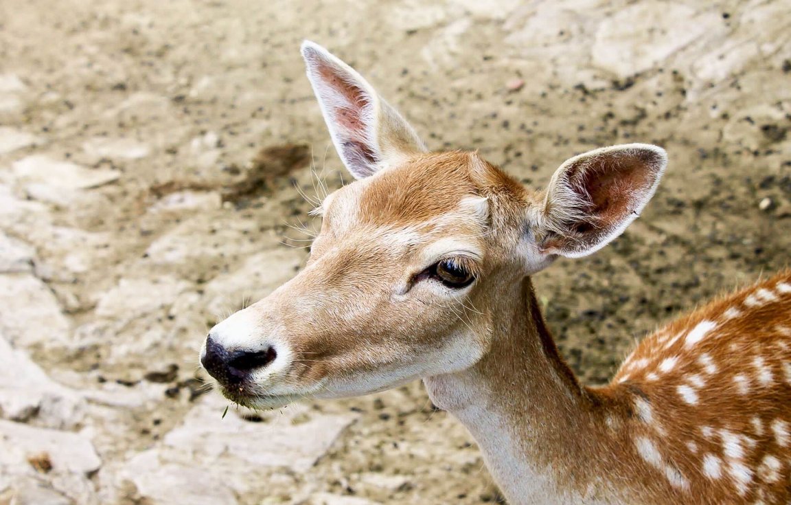 Deer - Wild Animals News & Facts