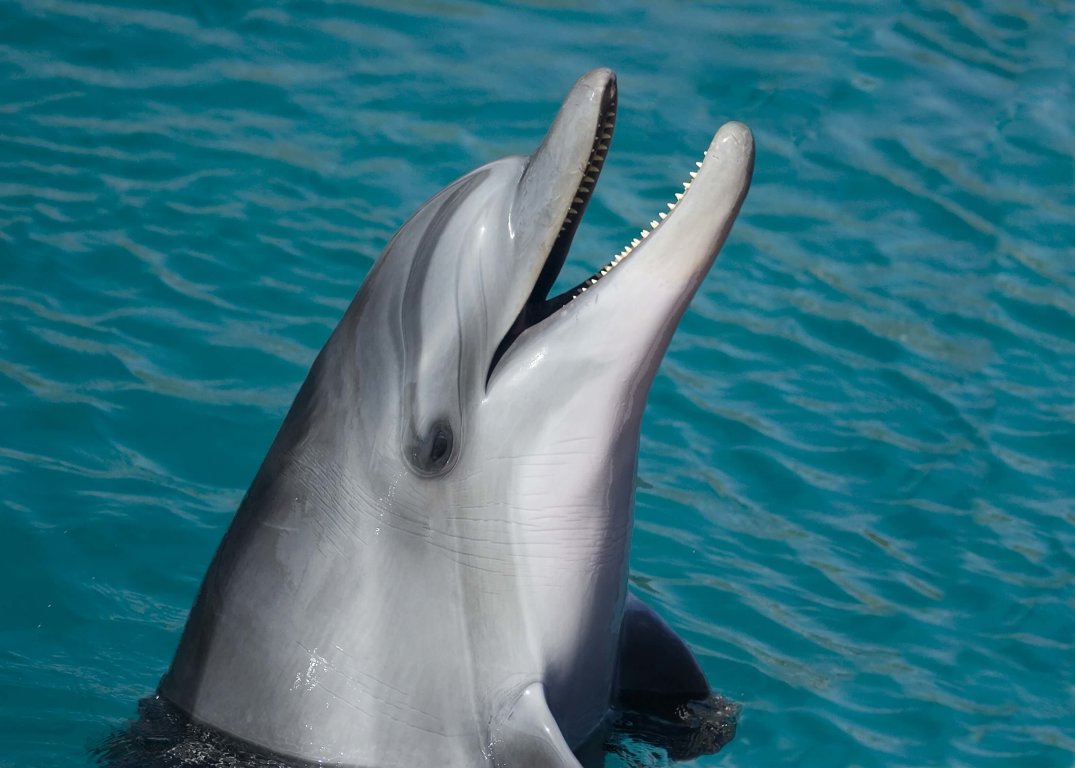 Dolphins - Wild Animals News & Facts