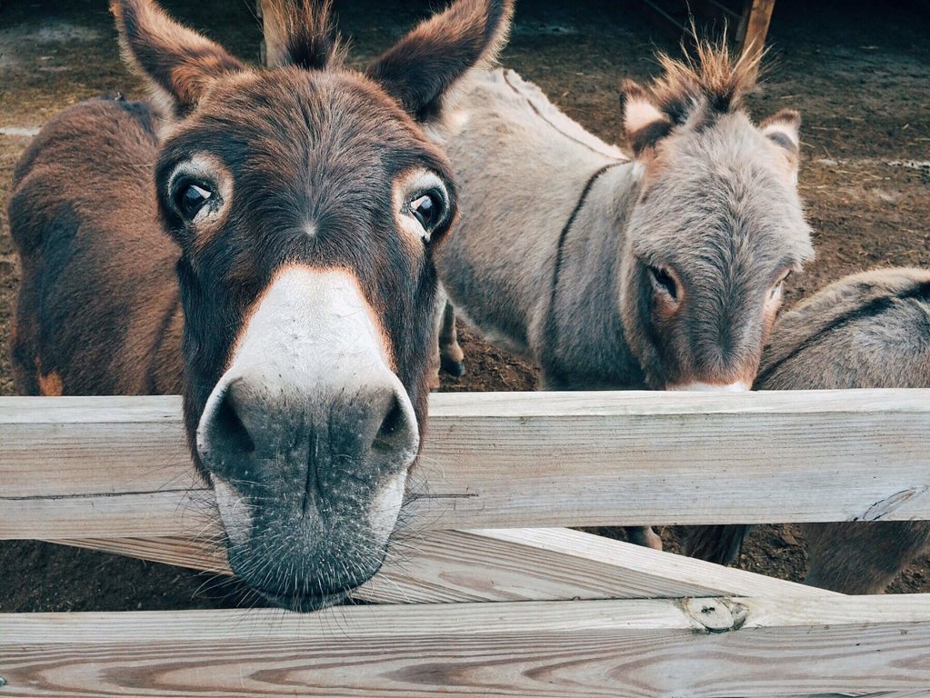 Donkeys - Farm Animals Facts & News