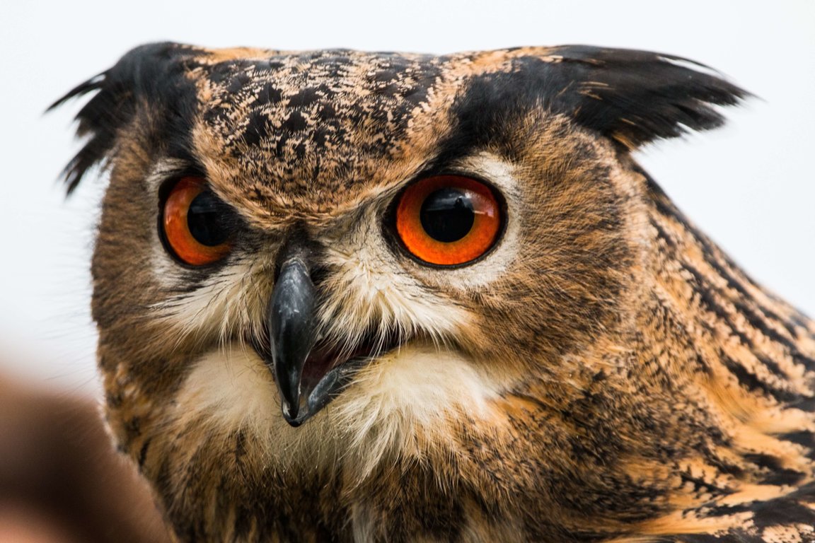 Owls - Wild Animals News & Facts by World Animal Foundation