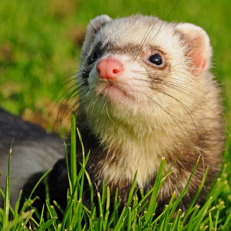 world's best cat litter for ferrets