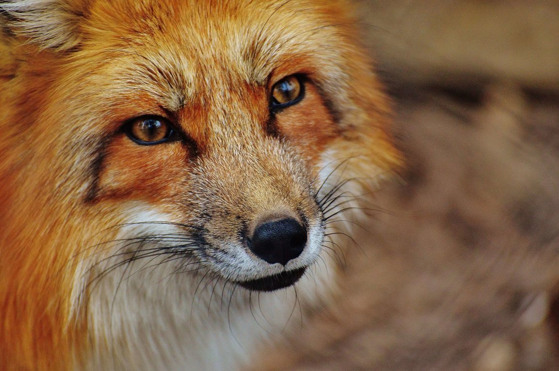 Stop The War On Wildlife - How To Help Animals Blog