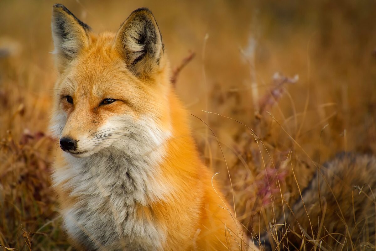 Foxes - Wild Animals News & Facts
