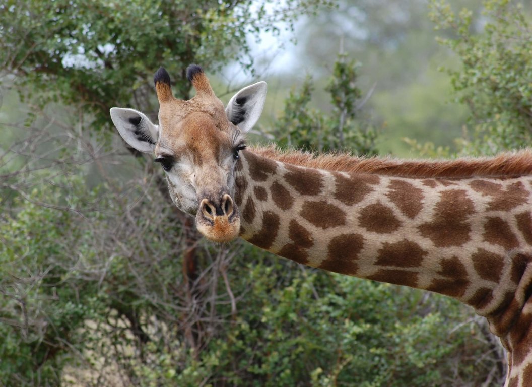 Giraffes - Wild Animals News & Facts