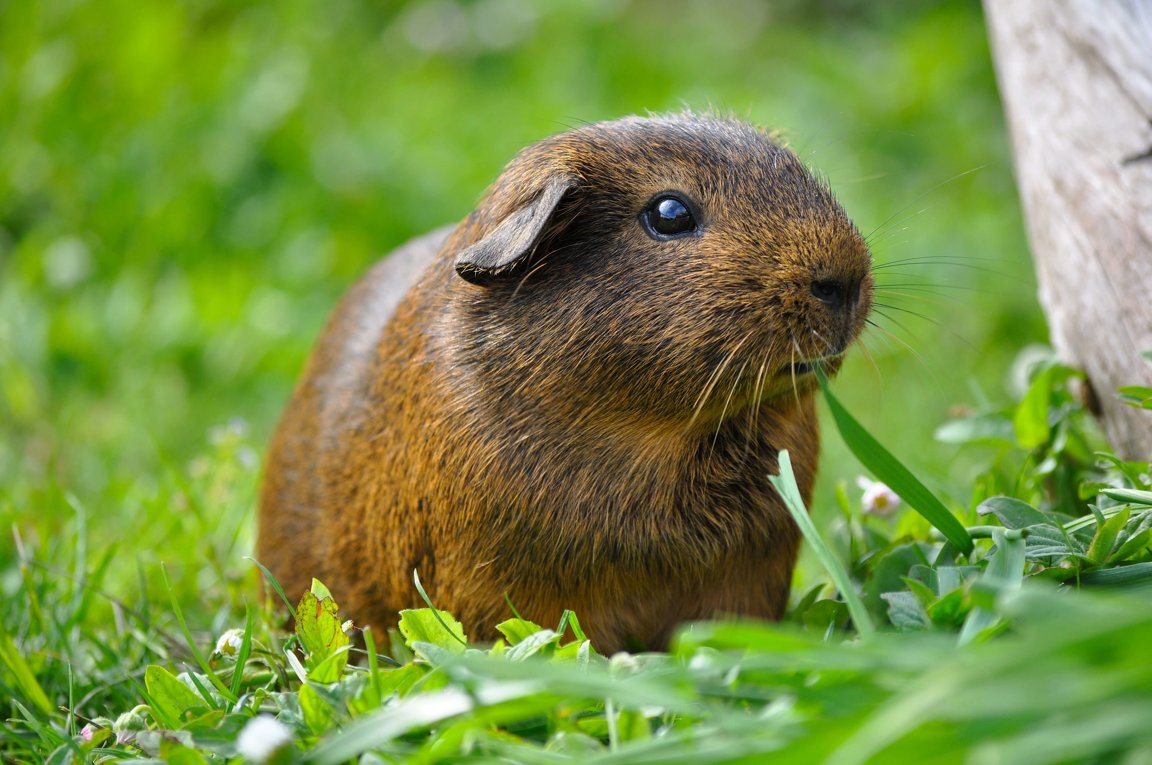 are guinea pigs related to prairie dogs