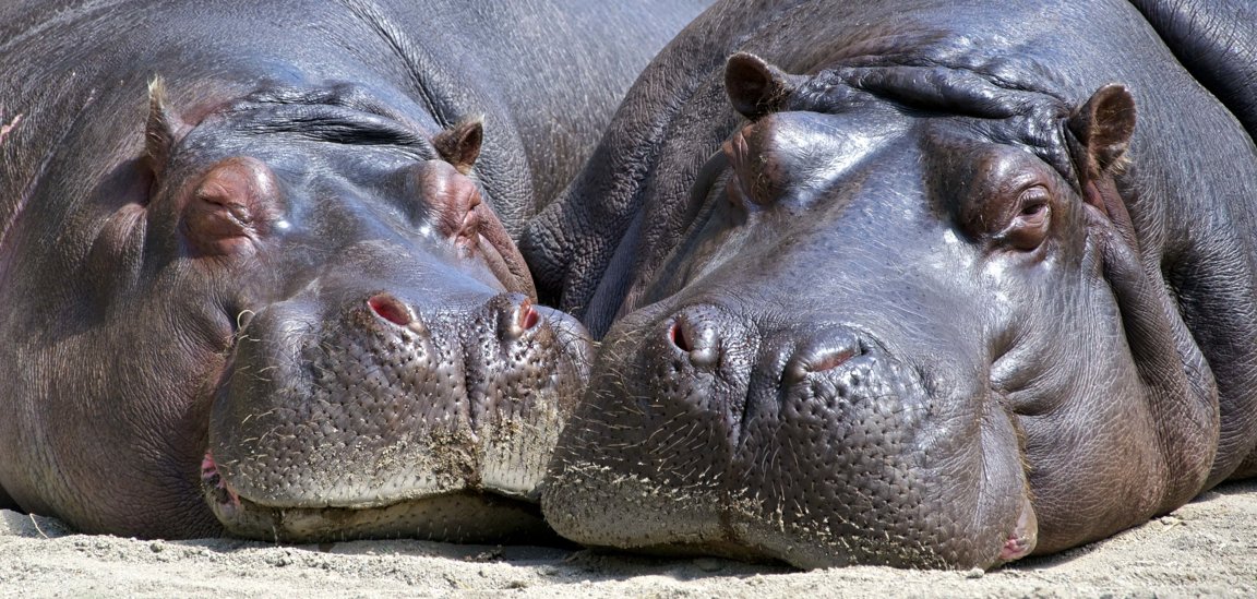 Hippopotamuses - Wild Animals News & Facts