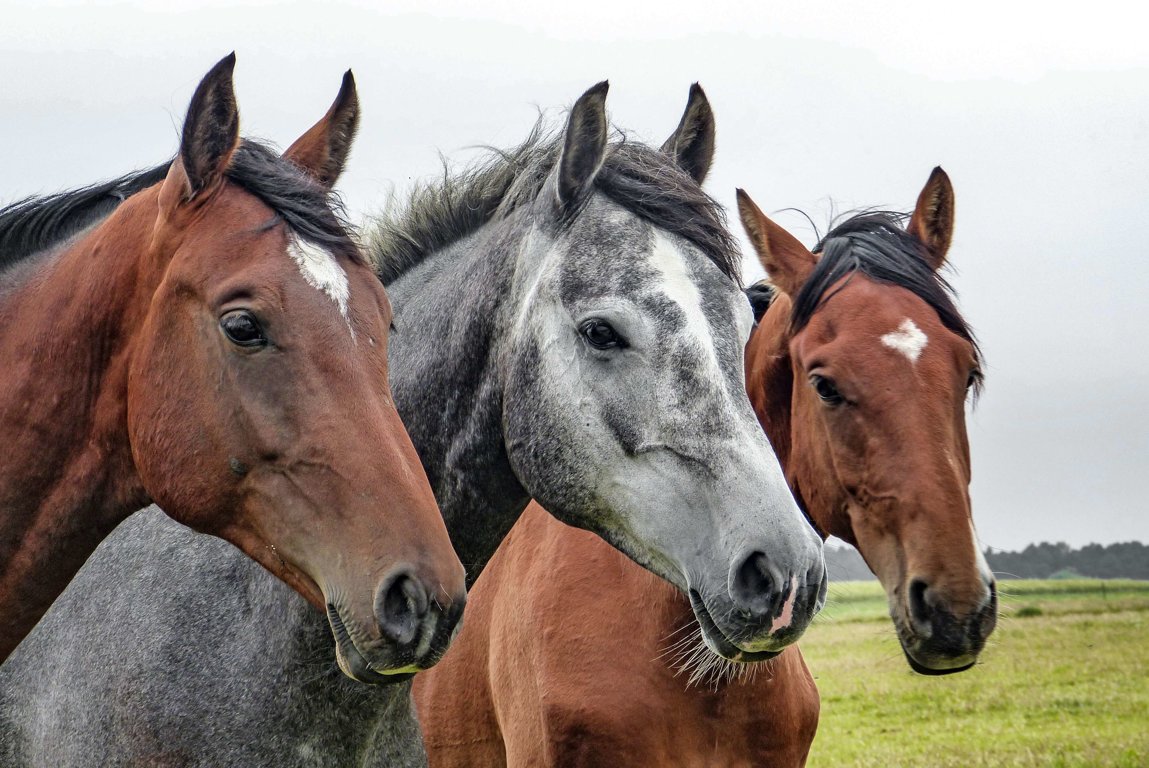 Stop Wild Horse Round Ups How To Help Animals Blog By World Animal Foundation
