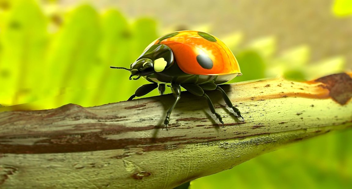 Insects - WAF - World Animal Foundation