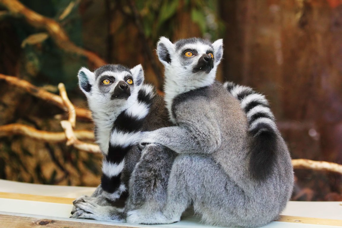 Enrichment for Lemurs: Novel Scent Marking Opportunities