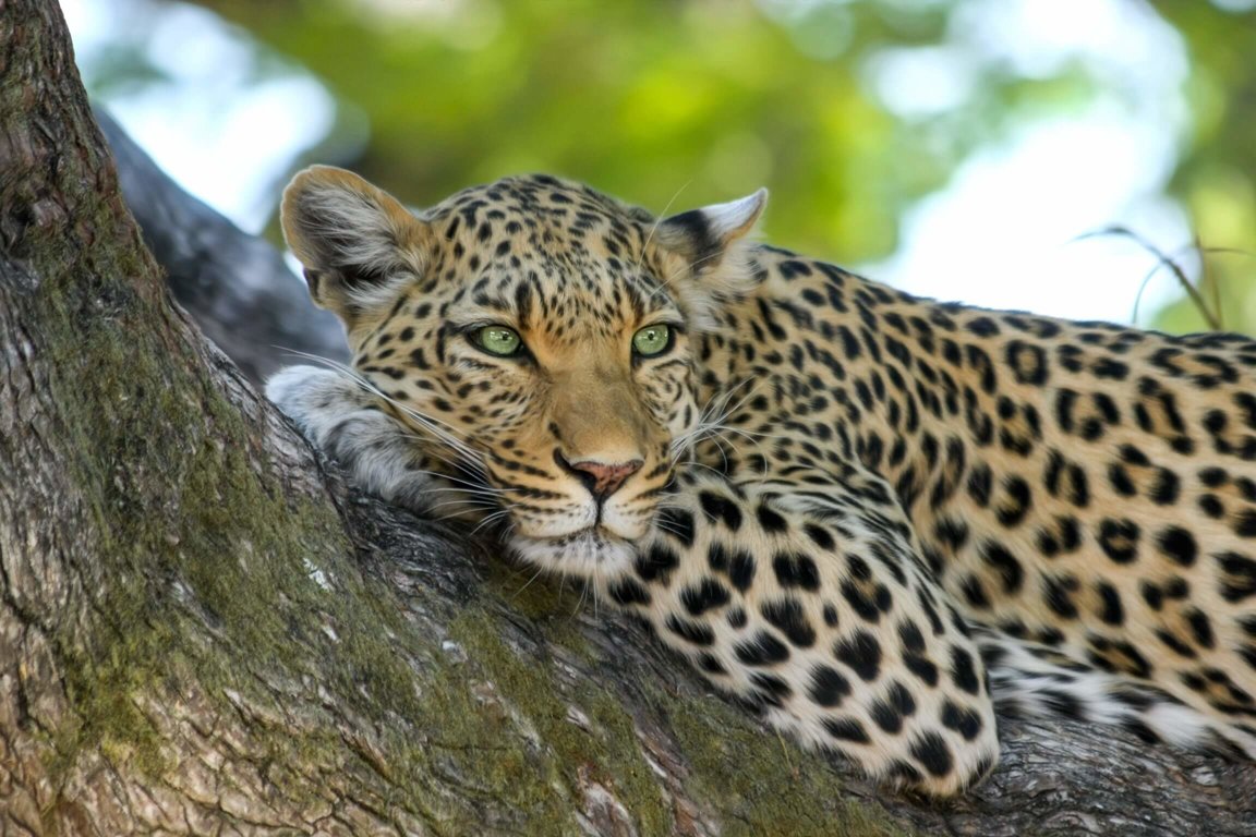 Leopards - Wild Animals News & Facts