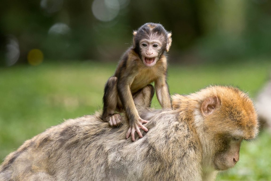 Woolly monkey, Tropical Rainforest, Primate, Social Behavior