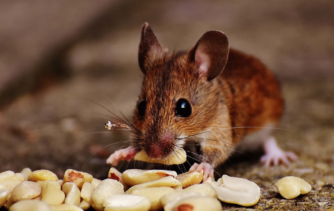 Glue traps are cruel and inhumane — it's time to stop using them
