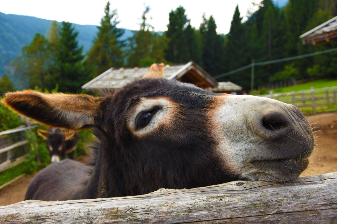Mules - Farm Animals Facts & News