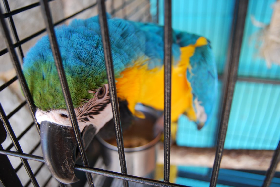 a parrot in a cage