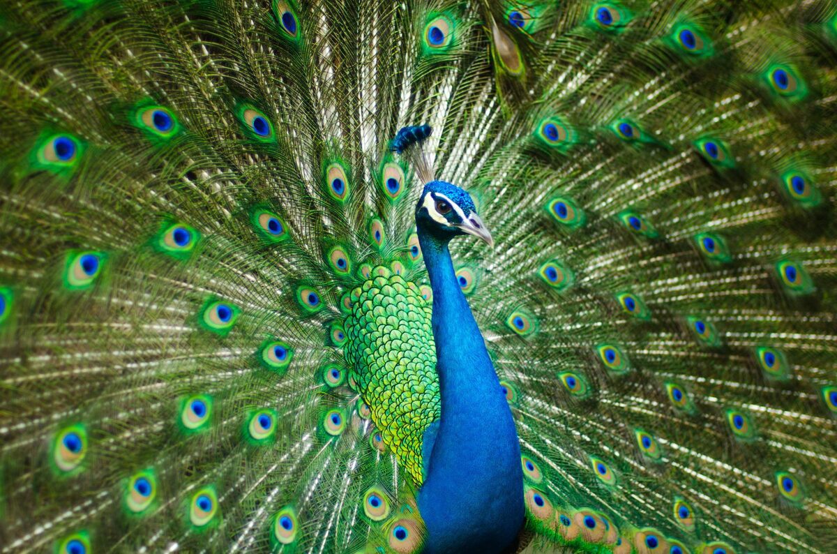 Peacocks - Farm Animals Facts & News
