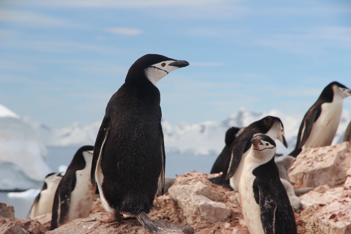 Penguins - Wild Animals News & Facts