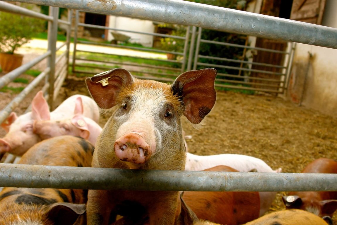 Food Choices - Farm Animals Facts & News