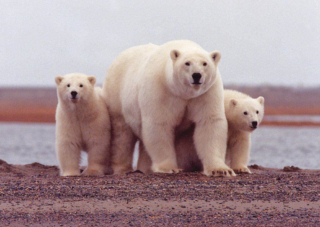 Polar Bears - Wild Animals News & Facts