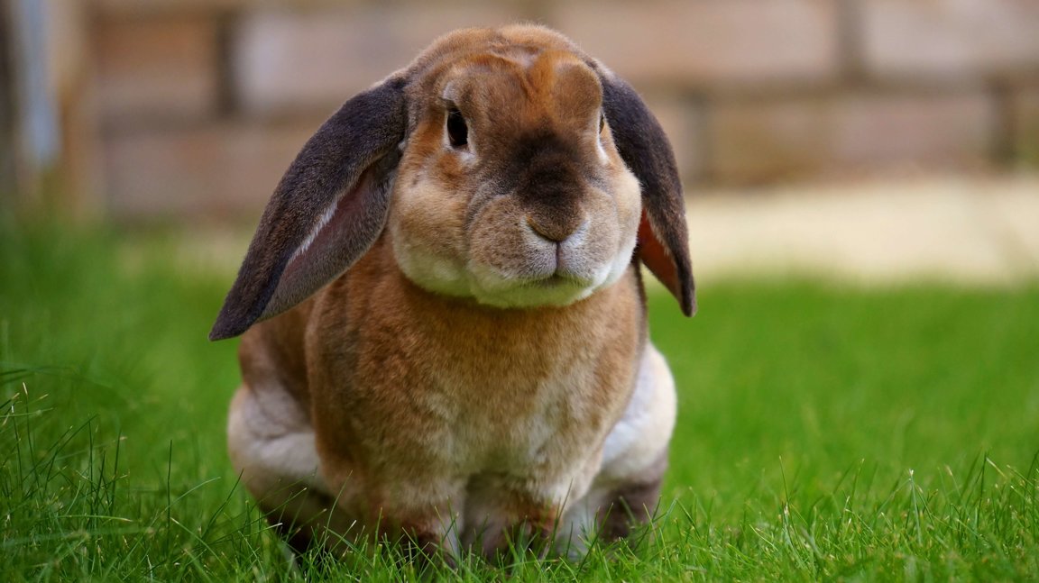 Rabbits - Companion Animals News & Facts